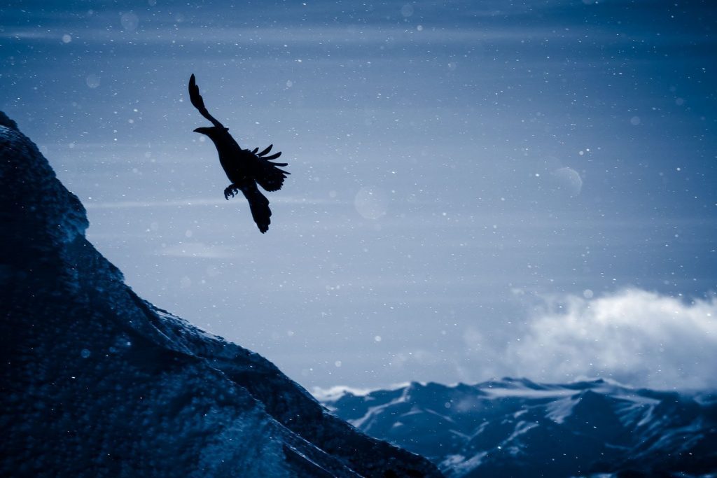 A raven soaring above the mountains in the night sky.