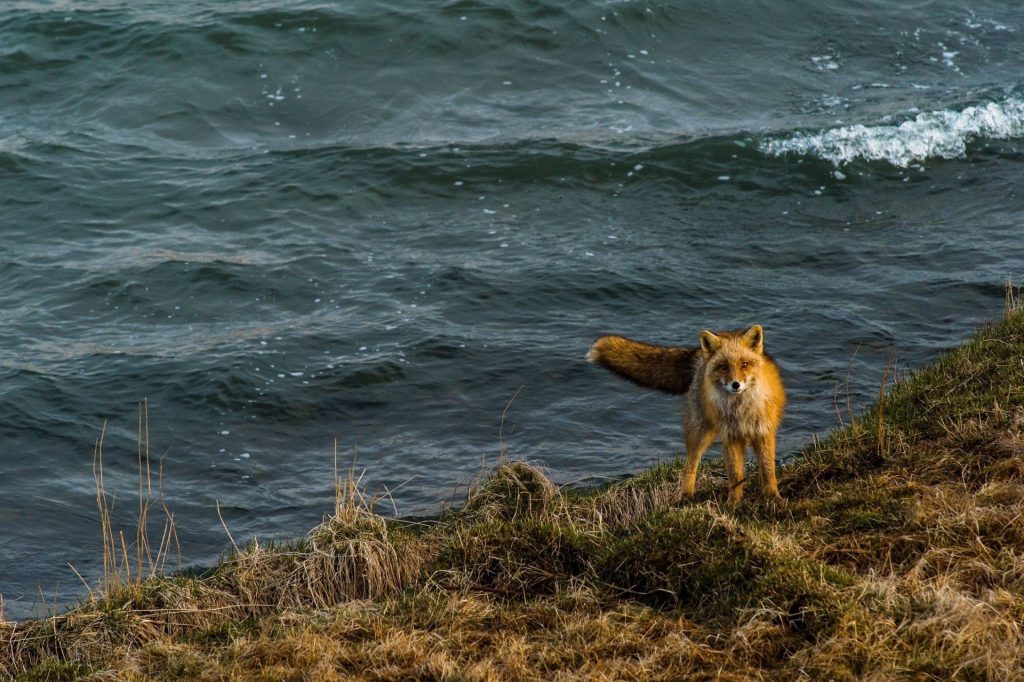 A fox on the Aleutian Islands.