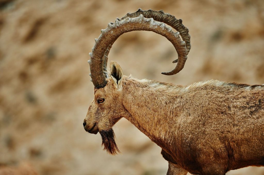 A mountain sheep in Israel.