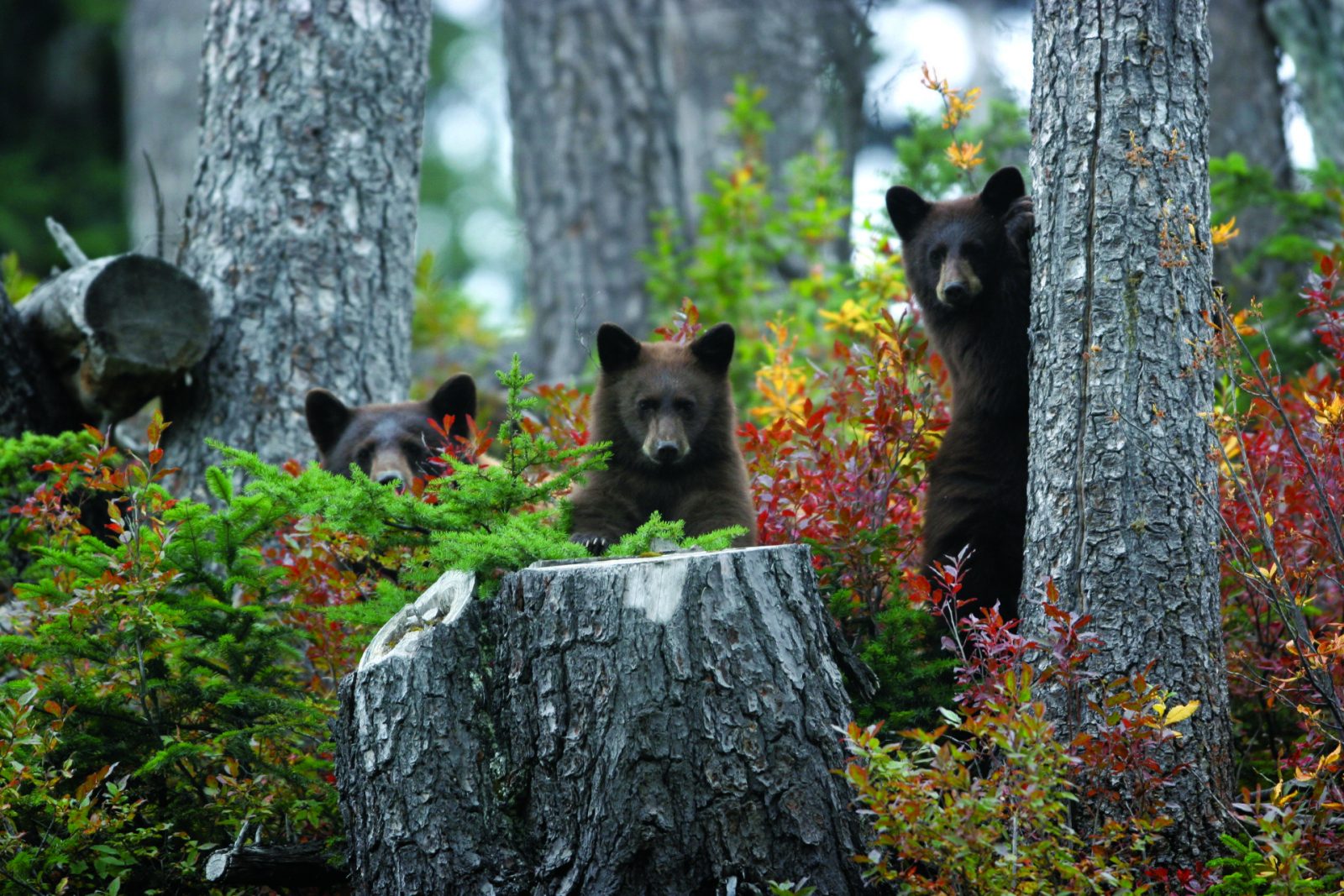 Several of the local bear residents of Whistler captured by Michael Allen, Tourism Whistler.