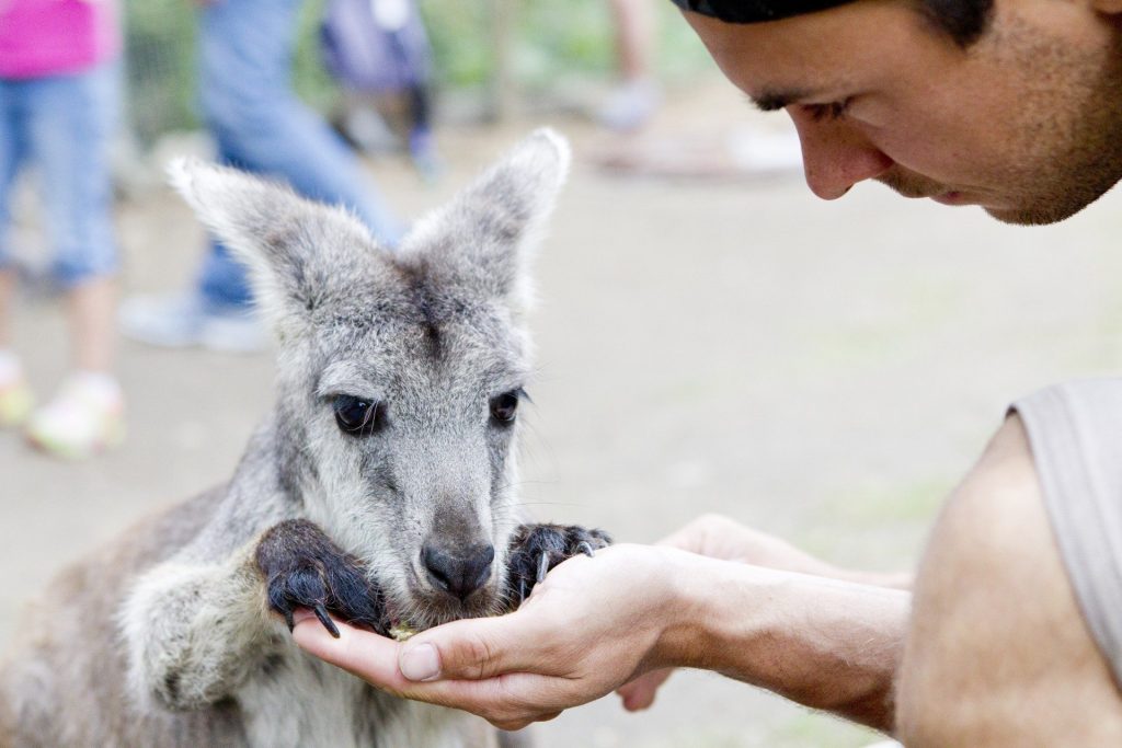 Feeding a kangaroo at Kangaroo Creek Farm in Kelowna.