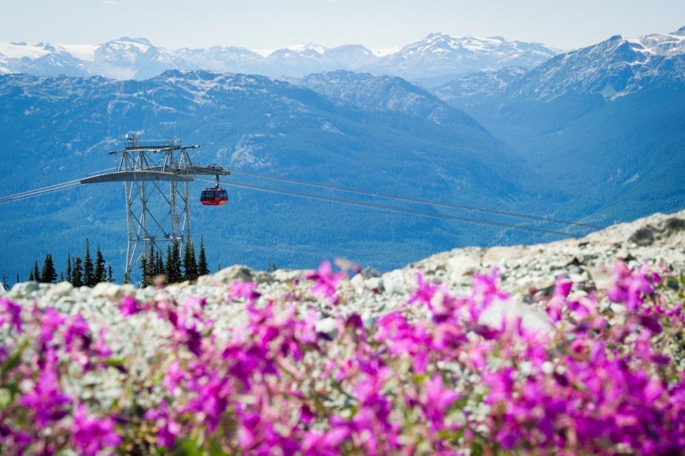 The Peak to Peak Gondola with alpine wildflowers.
