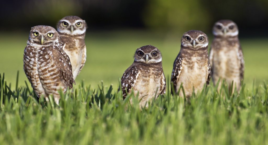 A parliament of Burrowing Owls, which inspired the winery of the same name.