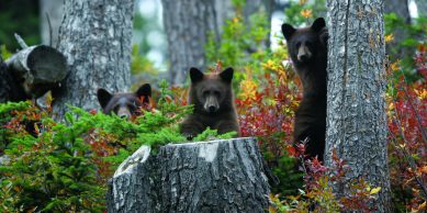 Brown Daisy and Two Cubs, Bear Family on North Slope of Whistler Mountain - Michael Allen