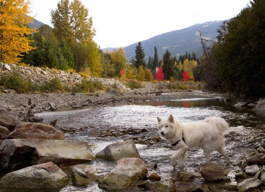 Link, a white dog, crosses a low river in Whistler.